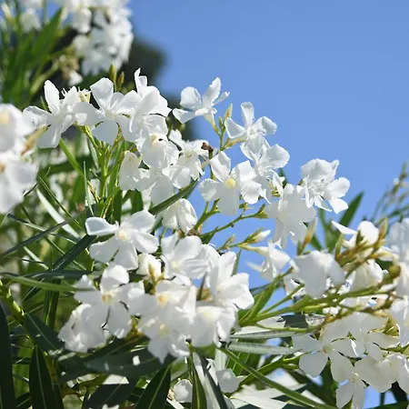 Les Jardins De Bormes, Sauna & Jacuzzi Hotel